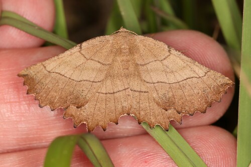 Johnson's Euchlaena Moth photo 2