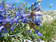 Penstemon attenuatus