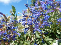 Penstemon attenuatus