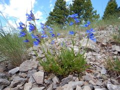 Penstemon attenuatus
