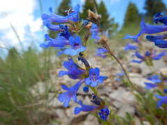 Penstemon attenuatus
