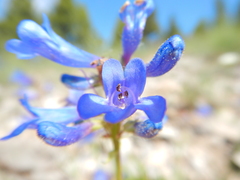 Penstemon attenuatus