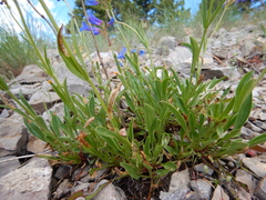 Penstemon attenuatus
