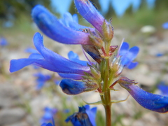 Penstemon attenuatus