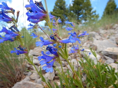 Penstemon attenuatus