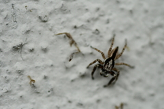 Menemerus bivittatus
