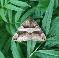 Bastilla arcuata