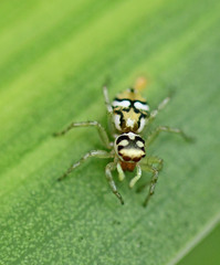 Araneae