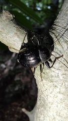 Meracantha contracta