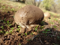 Lycoperdaceae