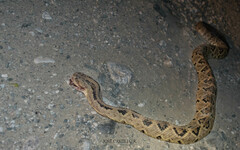 Crotalus ehecatl