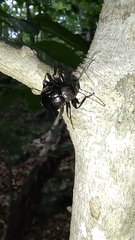 Meracantha contracta