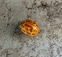 Neocalvia anastomozans