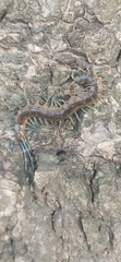Scolopendridae