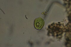 Phacus acuminatus