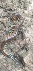 Scolopendridae