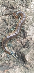 Scolopendridae
