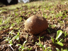 Lycoperdaceae