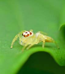 Araneae