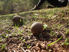 Lycoperdaceae