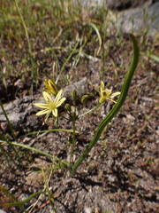 Triteleia ixioides anilina