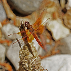 Libellula saturata