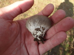 Lycoperdaceae