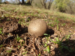 Lycoperdaceae