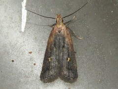 Dichomeris juncidella