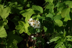 Spiraea chamaedryfolia