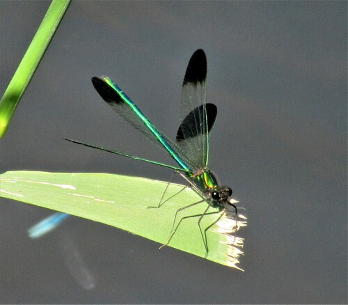 River Jewelwing photo 6