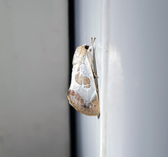 Westermannia superba