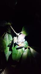 Agalychnis dacnicolor