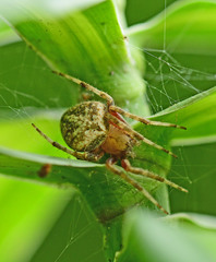 Araneae