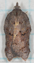 Acleris effractana