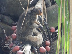 Pithecia chrysocephala