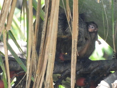 Pithecia chrysocephala