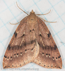 Thallophaga hyperborea