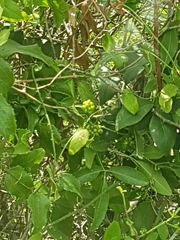 Smilax havanensis