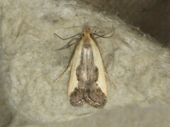 Dichomeris inserrata