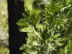 Calocedrus