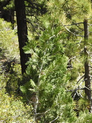Calocedrus