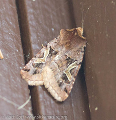 Cerastis enigmatica