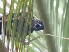 Icterus pyrrhopterus