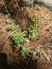 Sedum hispanicum