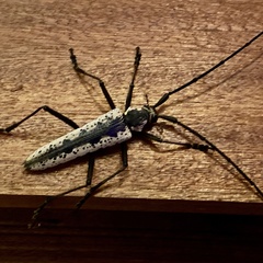 Disteniidae
