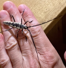 Disteniidae