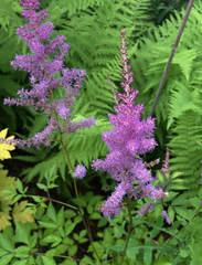 Astilbe rubra