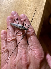 Disteniidae