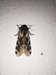 Hypercompe nemophila